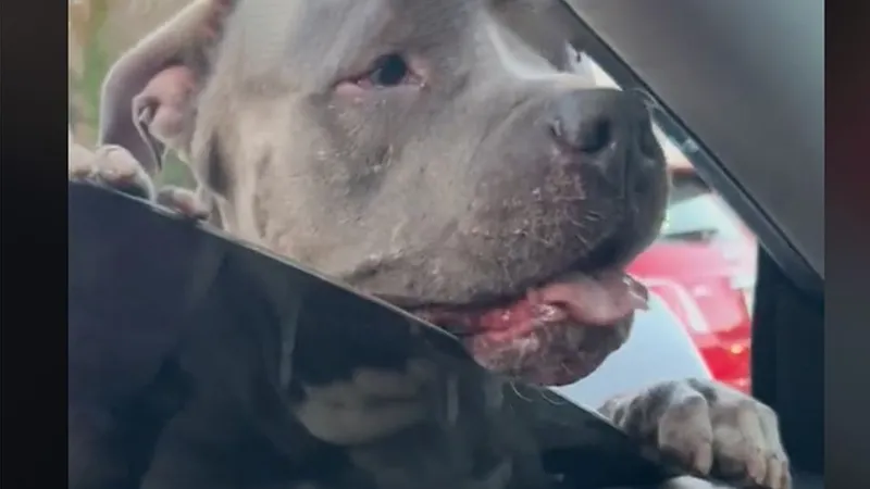 Pitbull destrói partes de carro da Tesla e deixa motorista aterrorizada