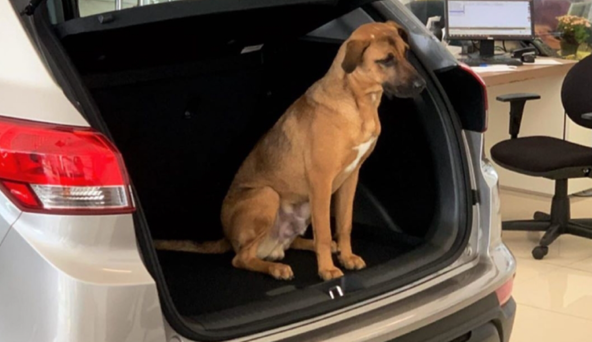 Batizado de Tucson, o cãzinho vira-lata tem até crachá e é influencer nas horas vagas, com mais de 150 mil seguidores no Instagram.